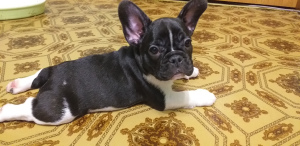 Photo №1. french bulldog - for sale in the city of Kreminna | 204$ | Announcement № 5690