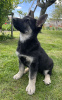 Additional photos: East European Shepherd puppy