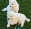 Photo №1. samoyed dog - for sale in the city of Munich | 370$ | Announcement № 107550