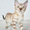 Photo №2 to announcement № 124232 for the sale of bengal cat - buy in Finland 