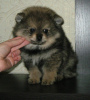 Additional photos: Pomeranian Spitz, sable puppies!