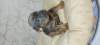 Photo №2 to announcement № 8961 for the sale of french bulldog - buy in Russian Federation from nursery