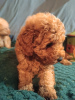 Photo №2 to announcement № 127303 for the sale of poodle (toy) - buy in Serbia 