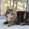 Photo №1. siberian cat - for sale in the city of Yekaterinburg | negotiated | Announcement № 7247