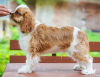 Photo №4. I will sell cavalier king charles spaniel in the city of Berlin. private announcement - price - 951$