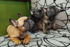 Photo №1. french bulldog - for sale in the city of Kruševac | negotiated | Announcement № 123617