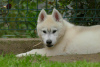 Additional photos: siberian husky BEAUTIFUL dog