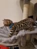 Photo №2 to announcement № 123671 for the sale of bengal cat - buy in Germany private announcement