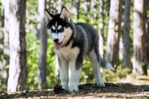 Photo №3. High-breed puppies of the Siberian Husky breed. Ukraine