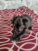 Additional photos: 3 puppies (girls) father samoyed