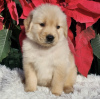 Additional photos: golden retriever