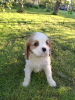 Additional photos: Ideal Cavalier King Charles Spaniel puppies.