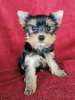 Photo №1. yorkshire terrier - for sale in the city of Ed | 350$ | Announcement № 76222