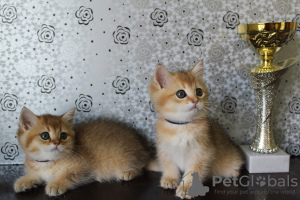 Photo №4. I will sell british shorthair in the city of Ankara. from nursery - price - 1000$