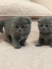 Additional photos: Stunning Pedigree GCCF Scottish Fold kittens