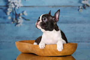 Photo №2 to announcement № 1501 for the sale of boston terrier - buy in Russian Federation from nursery, breeder