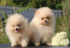 Additional photos: Pomeranian puppies 2.5 months