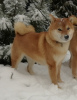 Photo №3. Shiba Inu puppies from Yukashi kennel are looking for the best owners. Russian Federation