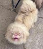 Photo №4. I will sell pekingese in the city of Сивац. breeder - price - negotiated