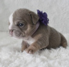 Photo №2 to announcement № 98515 for the sale of english bulldog - buy in Germany private announcement, from nursery, from the shelter, breeder