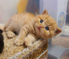 Photo №1. british shorthair - for sale in the city of Tallahassee | 300$ | Announcement № 89613