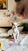 Photo №4. I will sell oriental shorthair in the city of Haifa. from nursery - price - negotiated