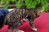 Photo №1. toyger - for sale in the city of Bátonyterenye | 370$ | Announcement № 123044