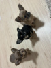 Photo №2 to announcement № 124558 for the sale of chihuahua - buy in Turkey private announcement