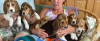 Photo №3. Healthy Beagle puppies for free adoption. Germany