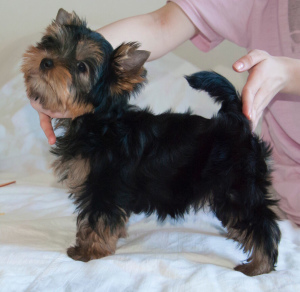 Additional photos: Yorkshire Terrier Puppies