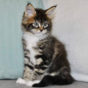 Photo №1. maine coon - for sale in the city of Eindhoven | negotiated | Announcement № 58405