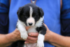 Photo №3. Adorable Border Collie puppies for free adoption. Germany