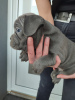 Additional photos: french bulldog puppies for sale