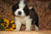 Photo №2 to announcement № 13319 for the sale of st. bernard - buy in Russian Federation breeder