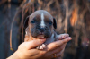 Photo №3. American Staffordshire Terrier puppies. Ukraine
