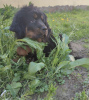 Photo №2 to announcement № 10946 for the sale of tibetan mastiff - buy in Belarus private announcement