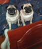 Photo №2 to announcement № 25411 for the sale of pug - buy in Germany breeder