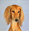 Additional photos: Saluki puppies, females and males