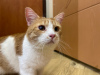 Additional photos: Charming red cat Bonechka is looking for a home and a loving family!