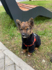 Photo №3. Chewbacca is looking for a home!. Russian Federation