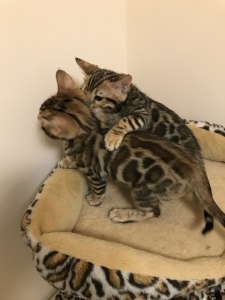 Additional photos: Bengal kittens are waiting for their new Parents !!!