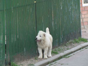 Photo №2 to announcement № 2555 for the sale of central asian shepherd dog - buy in Belarus from nursery