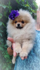 Additional photos: Pomeranian Spitz, puppies. Mini bears