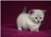 Photo №3. Munchkin kittens. Finland