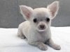 Photo №1. chihuahua - for sale in the city of Cape Coral | 500$ | Announcement № 45623