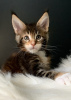 Photo №2 to announcement № 8700 for the sale of maine coon - buy in Russian Federation from nursery, breeder