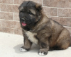Photo №2 to announcement № 10671 for the sale of caucasian shepherd dog - buy in Russian Federation private announcement