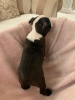 Additional photos: Adorable Boston Terrier Puppies for free adoption