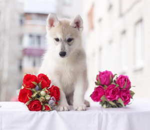 Additional photos: Purebred babies Siberian Huskies are offered for sale.