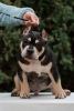 Photo №2 to announcement № 87116 for the sale of american bully - buy in Russian Federation breeder